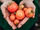 Photograph of an Urb Farm young persons hands that are shaped like a heart which are holding different types of tomatoes, showing the power of collective giving.